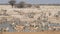 Etosha waterhole