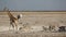 Etosha waterhole