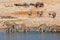 Etosha waterhole