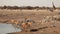 Etosha waterhole