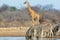 Etosha waterhole