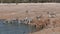 Etosha waterhole