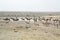 Etosha Waterhole Landscape