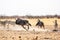 Etosha wildebeests running