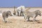 Etosha zebras elephants giraffes