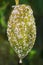 Etrog fruit damaged by Citrus scale mealybug