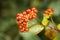 Etruscan Honeysuckle Fruits, Lonicera Etrusca