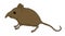 Etruscan Shrew illustration vector