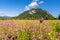 ettaler weidmoos in ammergauer alps, germany