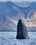 Etxreme close-up of a humpback whale spy-hoppinh.