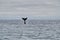 Eubalaena australis, Southern right whale breaching through the surface of the atlantic ocean