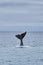 Eubalaena australis, Southern right whale breaching through the surface of the atlantic ocean