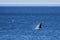 Eubalaena australis, Southern right whale breaching through the surface of the atlantic ocean