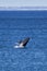 Eubalaena australis, Southern right whale breaching through the surface of the atlantic ocean