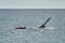 Eubalaena australis, Southern right whale breaching through the surface of the atlantic ocean