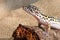 Eublepharis. Close-up of Cute leopard gecko