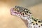 Eublepharis. Close-up of Cute leopard gecko
