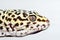 Eublepharis. Close-up of Cute leopard gecko eublepharis macularius