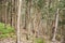Eucaliptus forest at Cies island natural park, Galicia
