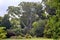 Eucaliptus tree in botanic garden
