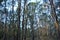 Eucalypt forest in Queensland Australia