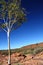 Eucalypt Tree at Kings Canyon