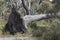 Eucalypt Tree pushed over by strong wind