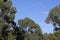 Eucalypt trees