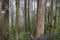Eucalypt trees green woodland