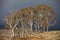 Eucalypt Trees Tasmania