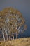 Eucalypt Trees Tasmania