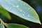 Eucalyptus awakening Morning dew forms glistening water drops on a leaf