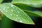 Eucalyptus awakening Morning dew forms glistening water drops on a leaf