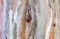 Eucalyptus Bark texture background