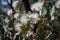 eucalyptus blooms in the wind, their delicate petals fluttering