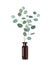 Eucalyptus branches in a dark bottle vase on the white background. Vector illustration