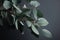 Eucalyptus branches on pastel grey background with space for design, generated by AI