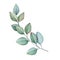 Eucalyptus brunch with leaves watercolor illustration. Natural decorative branch single element. Hand drawn eucalyptus herb.