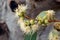 Eucalyptus buds and flowers closeup on a blurred background