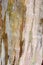 Eucalyptus deglupta bark
