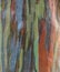 Eucalyptus deglupta tree bark texture