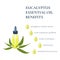 Eucalyptus essential oil benefits infographics medical poster