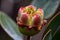 eucalyptus flower bud opening, revealing beautiful blooms