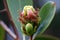eucalyptus flower bud opening, revealing beautiful blooms