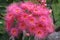 Eucalyptus flower cluster pink bloom