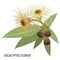 Eucalyptus flower poster with plant that can heal