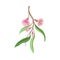 Eucalyptus Flowering Tree Branch with Narrow Waxy Leaves and Pink Bud with Fluffy Stamens Vector Illustration