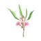 Eucalyptus Flowering Tree Branch with Narrow Waxy Leaves and Pink Bud with Fluffy Stamens Vector Illustration