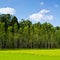 Eucalyptus forest