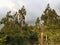 An eucalyptus forest behind an Andean raspberry cultivation